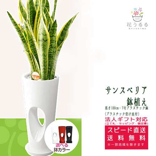 観葉植物 サンスベリア7号穴高陶器鉢 高さ約100cm サンセベリア トラノオ Sans07 開店祝い 新築祝い 誕生日プレゼント 引越祝いの通販はau Pay マーケット 花うるる 花でうるおう毎日