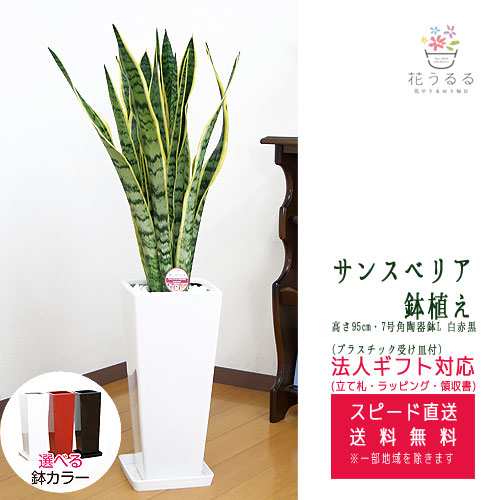 観葉植物 サンスベリア 7号 角陶器鉢スリム(白赤黒)高さ約95cm  サンセベリア トラノオ【sans07-00678】 開店祝い 新築祝い 誕生日プレゼの通販は