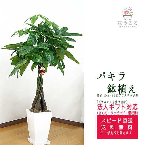 観葉植物 パキラ 8号角プラスチック鉢 高さ約1 1m Pach08 004 大型 開店祝い 新築祝い 誕生日プレゼント 引越祝い インテリア モダン の通販はau Pay マーケット 花うるる 花でうるおう毎日