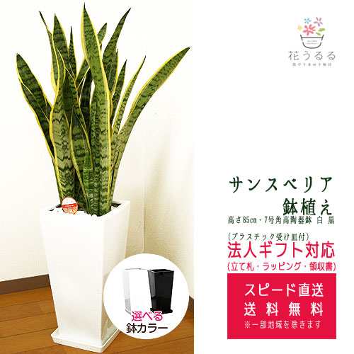 観葉植物 サンスベリア7号角高陶器鉢 白 黒 高さ約85cm サンセベリア トラノオ Sans07 0045 開店祝い 新築祝い 誕生日プレゼント の通販はau Pay マーケット 花うるる 花でうるおう毎日