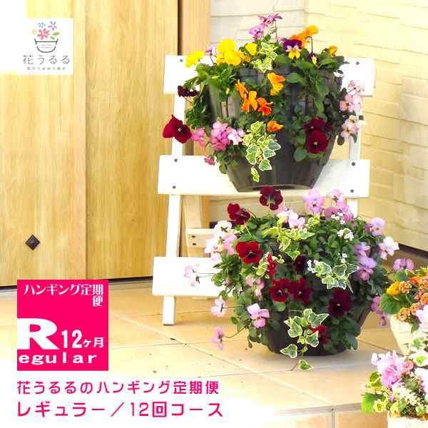 花うるる ハンギング 寄せ植え 定期便】レギュラーコース12か月