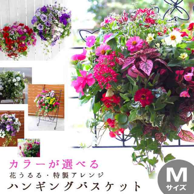 送料無料 花うるる特製アレンジ おまかせハンギングバスケット ｍサイズ 開花期 4月 最長半年 秋 夏 春 ギフト プレゼント 寄せの通販はau Pay マーケット 花うるる 花でうるおう毎日