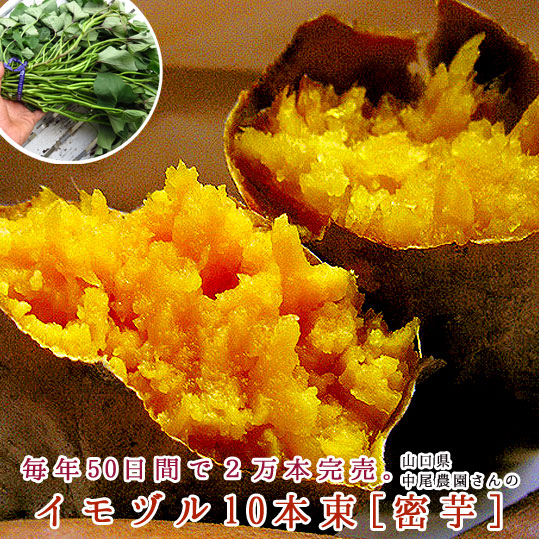 新発売 サツマイモ 苗 販売 蜜芋 ミツイモ 苗 イモヅル10本束 ハチミツのような甘さとねっとり食感 激うまサツマイモの苗を栽培しの通販はau Pay マーケット 花うるる 花でうるおう毎日 新発売 サツマイモ 苗 販売 蜜芋 ミツイモ 苗 イモヅル10本束 ハチミツのような甘さとねっとり食感 激うまサツマイモの苗を栽培しの通販はau Pay マーケット 花うるる 花でうるおう毎日