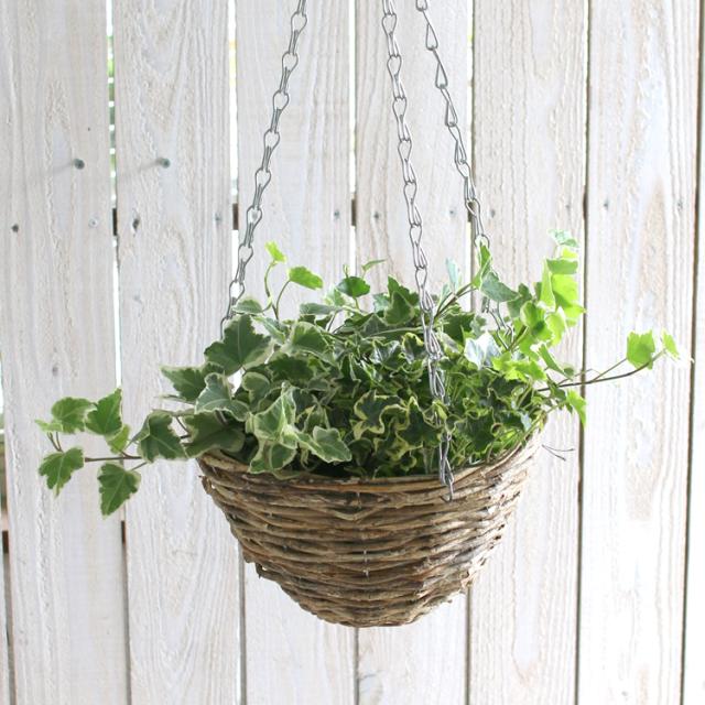 アイビーの吊りカゴ寄せ植え ハンギングバスケット 室内 屋外 ギフト プレゼント ジャングルインテリア ハンキング 玄関 ヘデラ 苗 の通販はau Pay マーケット 花うるる 花でうるおう毎日