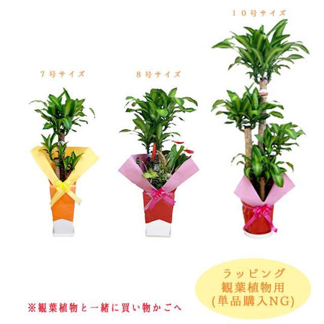 オプション ラッピング 観葉植物 用 観葉と同時注文の場合のみ有効 の通販はau Pay マーケット 花うるる 花でうるおう毎日