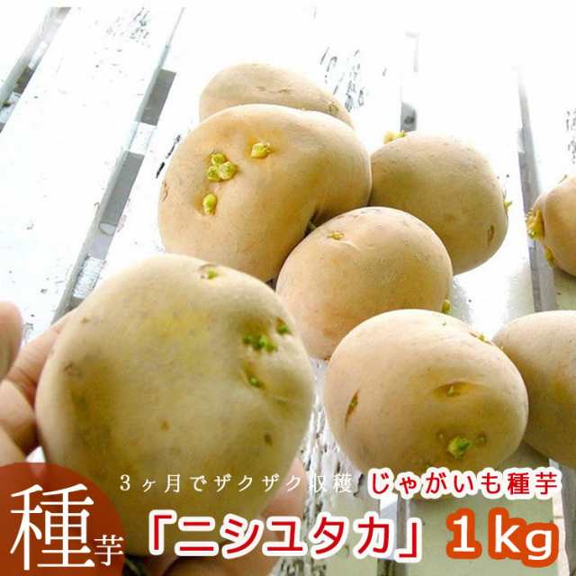 じゃがいも 種芋 種イモ 長崎県産ホクホク ニシユタカ 1kg 検査合格済 苗 種 ばれいしょ ジャガイモ 家庭菜園 苗 秋植え の通販はau Pay マーケット 花うるる 花でうるおう毎日