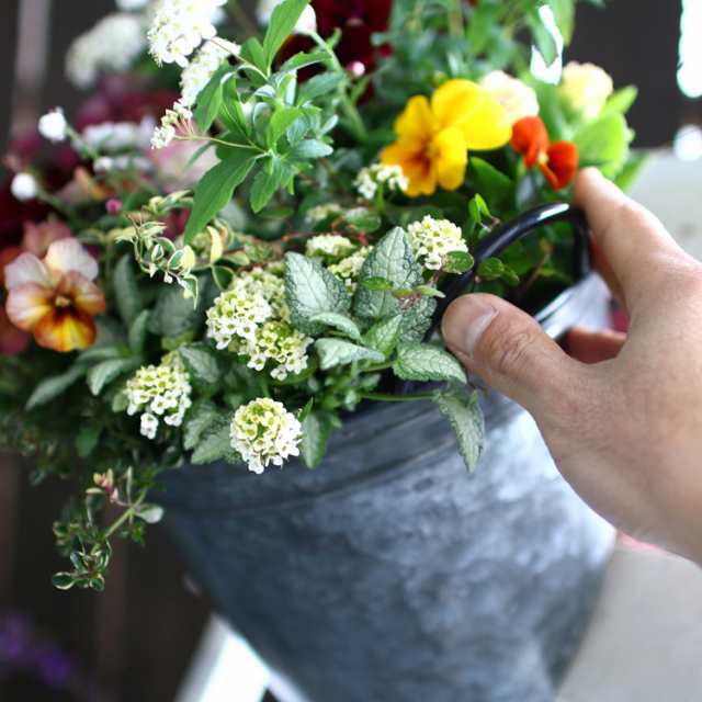 春の寄せ植え 花うるるアレンジ メタルポット 寄せ植え Sサイズ 寄植え ブリキ メタル ハンギング 花束 ギフト プレゼント 新築祝い の通販はau Pay マーケット 花うるる 花でうるおう毎日