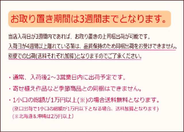 タキイの八重ペチュニア苗 ドレスアップ 良株 ライトブルー 9cmポット苗 ペチュニア 苗 セット ガーデニング サフィニア 八重の通販はau Pay マーケット 花うるる 花でうるおう毎日