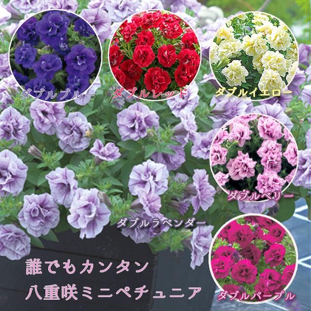 手間要らずで ギュギュ っと花が密に咲く タキイ育成 多花性小輪八重咲きペチュニア ギュギュ ダブル 6色バラ売り 苗 八重咲きの通販はau Pay マーケット 花うるる 花でうるおう毎日