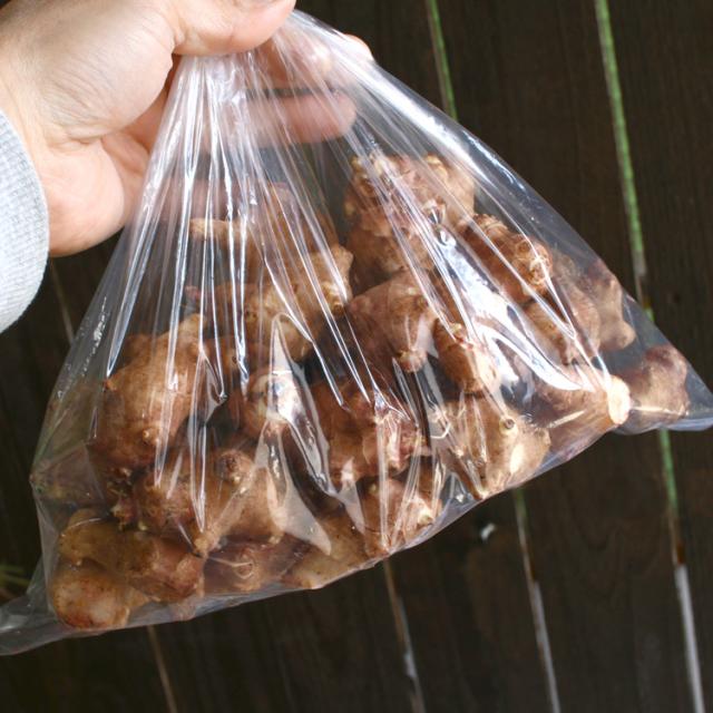 春植え 種イモ 赤 菊芋 1kg 熊本県産 イヌリン ポリフェノール 成分 種芋 種 きくいも 種いも 苗 イモ 家庭菜園 苗 春植え の通販はau Pay マーケット 花うるる 花でうるおう毎日
