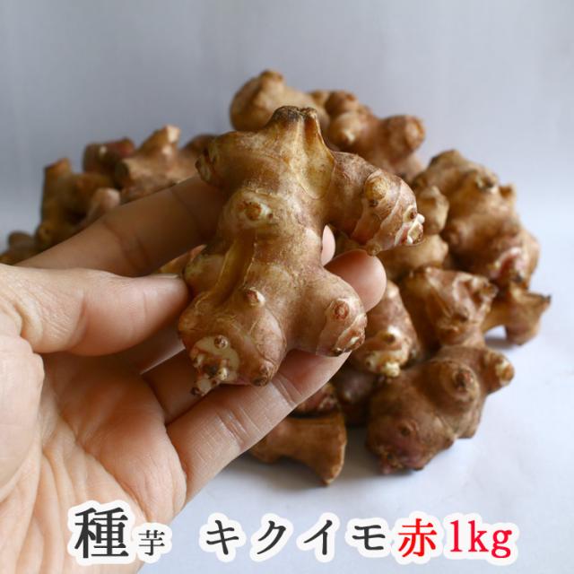 春植え 種イモ 赤 菊芋 1kg 熊本県産 イヌリン ポリフェノール 成分 種芋 種 きくいも 種いも 苗 イモ 家庭菜園 苗 春植え の通販はau Pay マーケット 花うるる 花でうるおう毎日