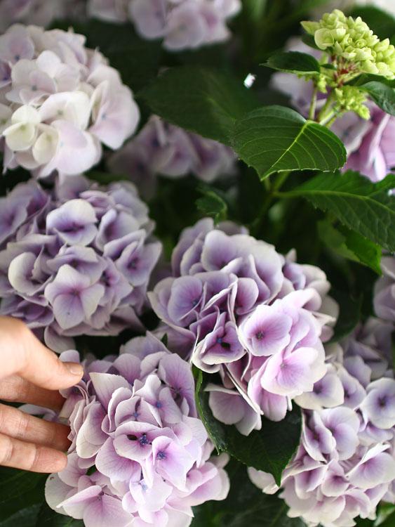 秋色アジサイ 品種 ハイドランジア シルクサファイヤ ８号鉢 紫陽花 あじさい 鉢植え アジサイ 紫陽花 秋色 品種の通販はau Pay マーケット 花うるる 花でうるおう毎日