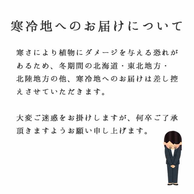 観葉植物 寄せ植え 幸福の木 7号角陶器鉢 白黒 高さ約1m Yosem07 0045 開店祝い 新築祝い 誕生日プレゼント 送料無料の通販はau Pay マーケット 花うるる 花でうるおう毎日