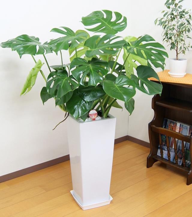引取り限定】観葉植物 モンステラ 大型 インテリア モンステラ