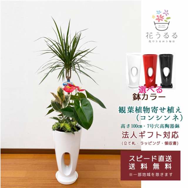 観葉植物 寄せ植え(コンシンネ)7号穴高陶器鉢|(白赤黒) 高さ約1.0m 【kan-yosec07-00123】 開店祝い 新築祝い 誕生日 引越し祝い インテ