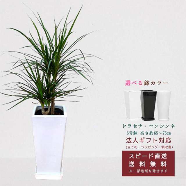 ドラセナ 観葉植物 大型 大阪 引き取り 植物 | responsorydev.com