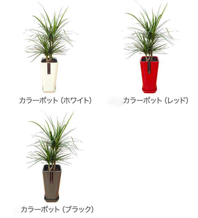 大きいコンシンネ ドラセナ 観葉植物 鉢物 室内 | nate-hospital.com