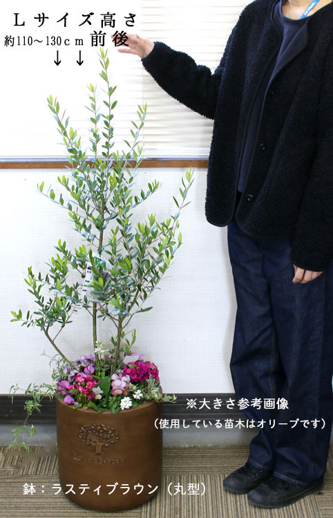 ユーカリ　ポポラス　ホワイトテラコッタ鉢植え　苗 ユーカリ ポポラス ホワイトテラコッタ鉢植え 苗 ユーカリ ポポラス