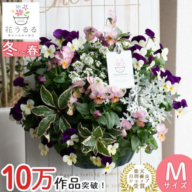 ビオラのハンギングバスケット 花うるる 寄せ植え [ラズベリー] Mサイズアレンジ | 玄関 フラワーギフト 誕生日 プレゼント 女性 母 花 おしゃれ 新築祝い 鉢植え 鉢花 ガーデニング フラワー 屋外 ギフト 寄植え 生花 鉢 贈り物 セット 苗 春 2月 3月 お花 お祝いの通販は 4,858円
