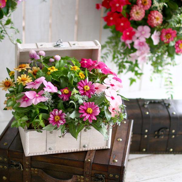 送料無料 おまかせプレミア寄せ植え In トレジャーbox Sサイズ 鉢植え 花 ギフト 寄せ植え 玄関 鉢植え セット 秋 新築祝い フラの通販はau Pay マーケット 花うるる 花でうるおう毎日