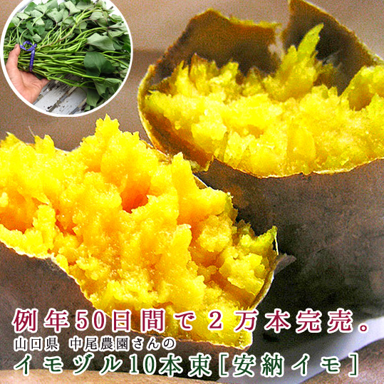 サツマイモ 苗 販売 安納芋の苗 イモヅル 10本 トロ リ蜜あふれる 今話題の激うまサツマイモ苗 サツマイモ さつまいも 芋づの通販はau Pay マーケット 花うるる 花でうるおう毎日 サツマイモ 苗 販売 安納芋の苗 イモヅル 10本 トロ リ蜜あふれる 今話題の激うまサツマイモ苗 サツマイモ さつまいも 芋づの通販はau Pay マーケット 花うるる 花でうるおう毎日