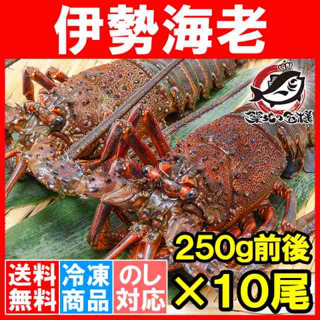 送料無料 伊勢海老 国産 250g前後 10尾 伊勢えび 伊勢エビ イセエビ いせえび 味噌汁 刺身 伊勢海老汁 ロブスター q バーベキュー の通販はau Pay マーケット うにカニまぐろなら築地の王様