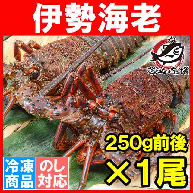 伊勢海老 国産 250g前後 1尾 伊勢えび 伊勢エビ イセエビ いせえび 味噌汁 刺身 伊勢海老汁 ロブスター Bbq バーベキュー の通販はau Pay マーケット うにカニまぐろなら築地の王様