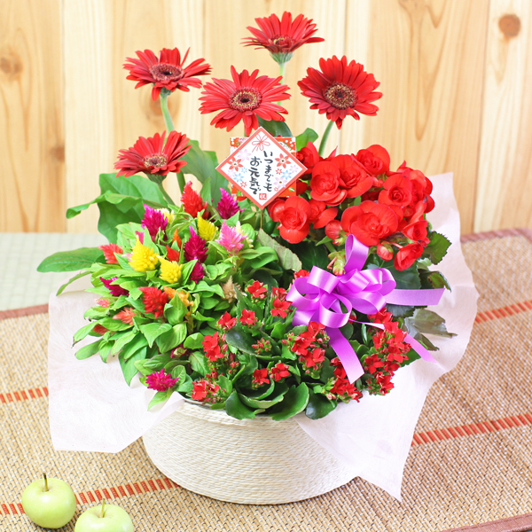 誕生日 鉢植え 花 寄せ鉢 4種の花で作る季節の花かご スマイル の通販はau Pay マーケット 花むすび