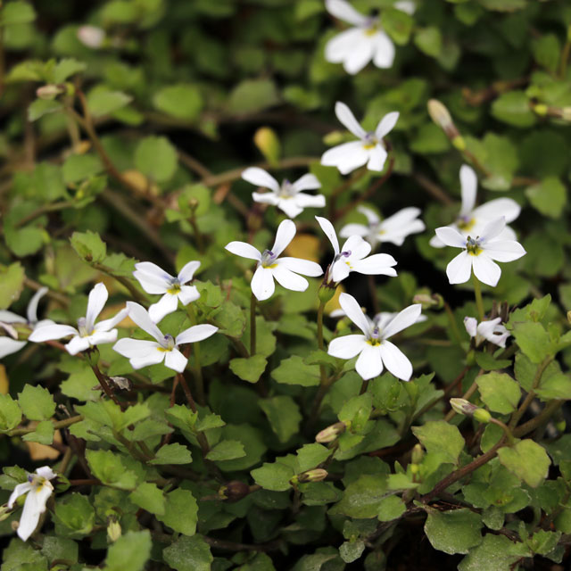 エクボ草 3号 お得な５ポットまとめ買い プラティア アングラータ グランドカバー の通販はau Pay マーケット 四国ガーデン株式会社 通信販売部