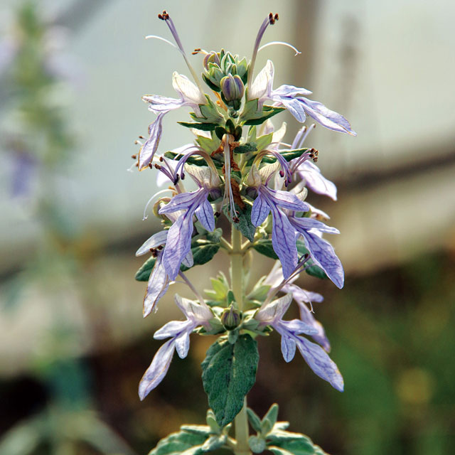 宿根草 ツリージャーマンダー 5号 15cm ポットの通販はau Pay マーケット 四国ガーデン株式会社 通信販売部