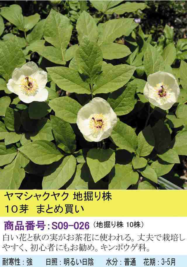 山野草 ヤマシャクヤク地掘り株 10芽の通販はau Pay マーケット 四国ガーデン株式会社 通信販売部