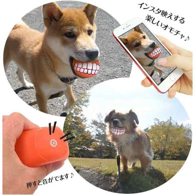 最高のコレクション 犬 面白い 画像 犬 面白い 可愛い 画像