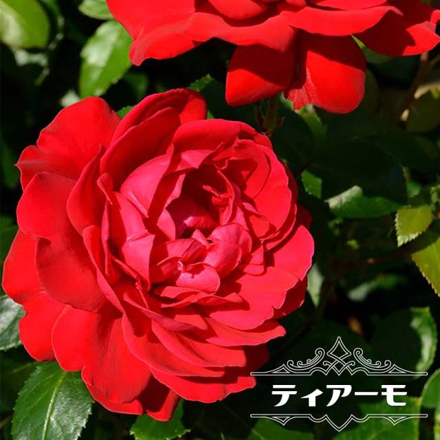 バラ苗 京成バラ ティアーモ Ht 国産苗 大苗 6号ポットの通販はau Pay マーケット 苗木部 By 花ひろばオンライン