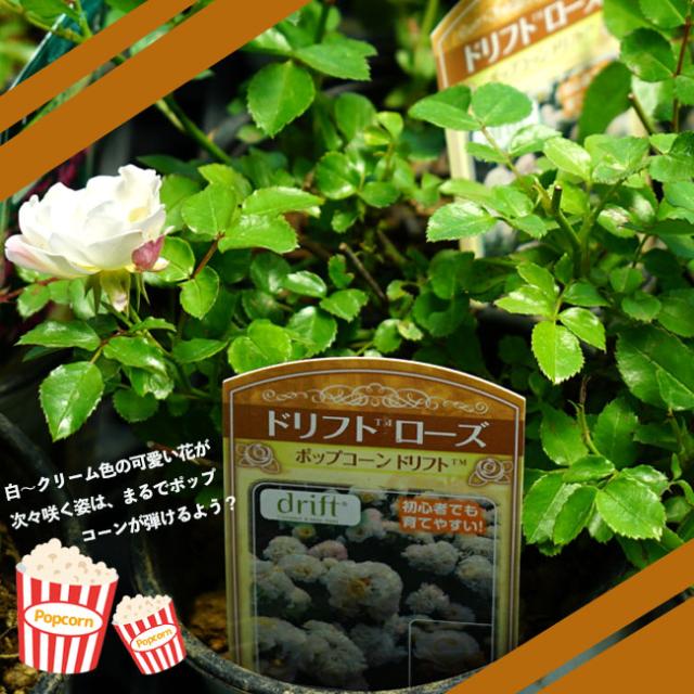 バラ苗 ドリフトローズ ポップコーンドリフト 4号ポット苗 修景バラ 四季咲き グランドカバーの通販はau Pay マーケット 苗木部 By 花ひろばオンライン
