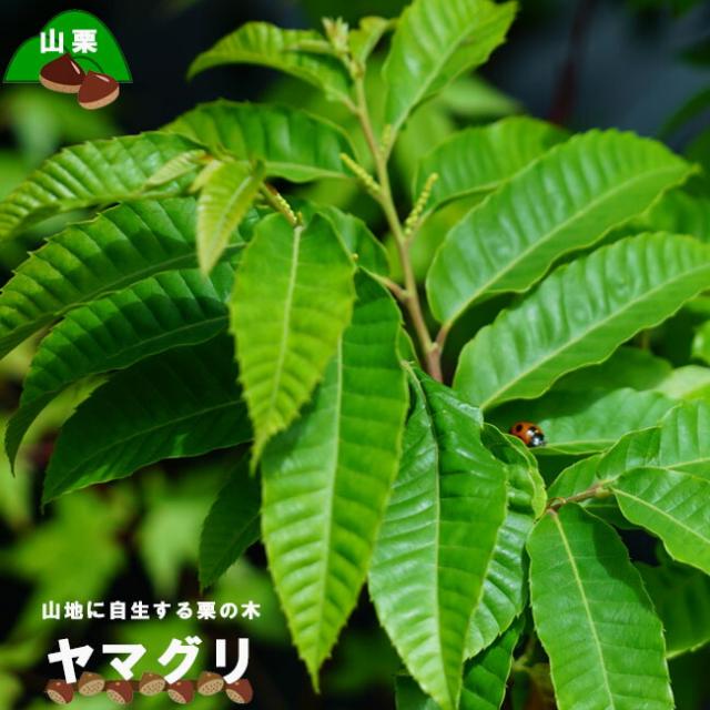 栗苗木 ヤマグリ 山栗 里の木シリーズ 柴栗とも呼ばれる自生の栗の木 庭木 落葉樹の通販はau Pay マーケット 苗木部 By 花ひろばオンライン