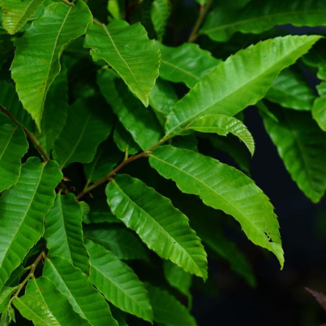 栗苗木 ヤマグリ 山栗 里の木シリーズ 柴栗とも呼ばれる自生の栗の木 庭木 落葉樹の通販はau Pay マーケット 苗木部 By 花ひろばオンライン