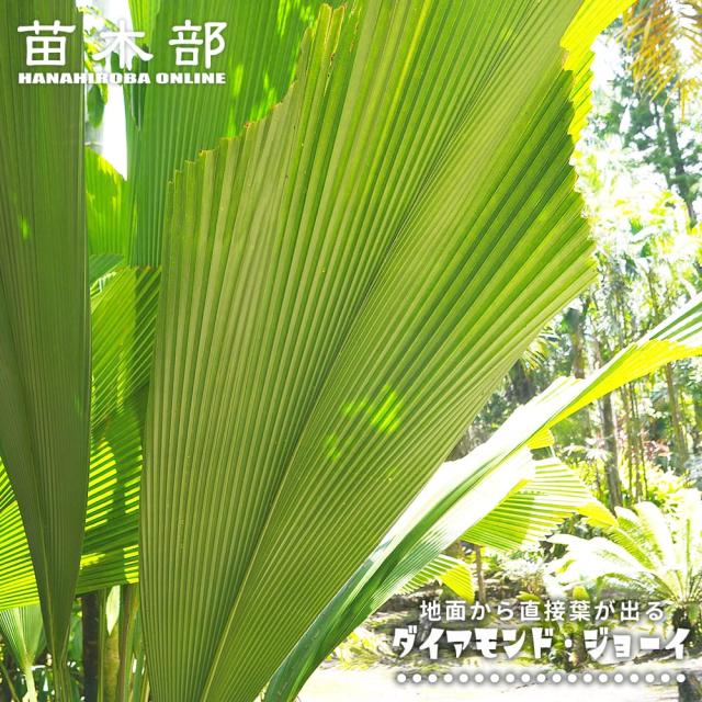 ヤシの木 【ダイアモンド・ジョーイ】 実生 3.5号ポット苗 9,249円