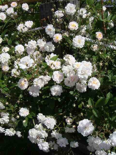 バラ苗 ポールズヒマラヤンムスク 1年生 新苗 つるバラ ピンク バラ 苗 つるばら 薔薇の通販はau Pay マーケット 苗木部 By 花ひろばオンライン