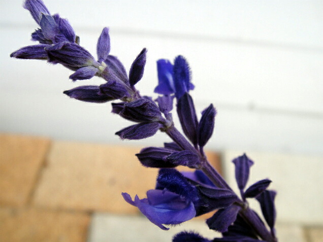 ラベンダーセージ ハーブ 苗 3号ポット苗の通販はau Pay マーケット 苗木部 By 花ひろばオンライン