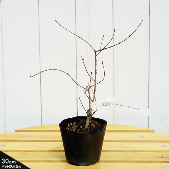 ザクロ 苗 ペルシャブラック 黒い宝石 ポット苗 果樹苗木 果樹苗の通販はau Pay マーケット 苗木部 By 花ひろばオンライン