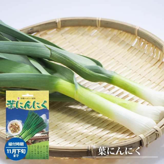 球根 にんにく 葉にんにく 球根 250g 植え付け時期11月上旬 の通販はau Pay マーケット 苗木部 By 花ひろばオンライン