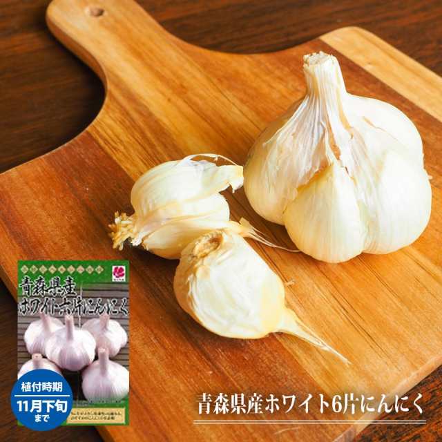 球根 にんにく 青森県産ホワイト6片にんにく 球根 5球 植え付け時期11月上旬 の通販はau Pay マーケット 苗木部 By 花ひろばオンライン