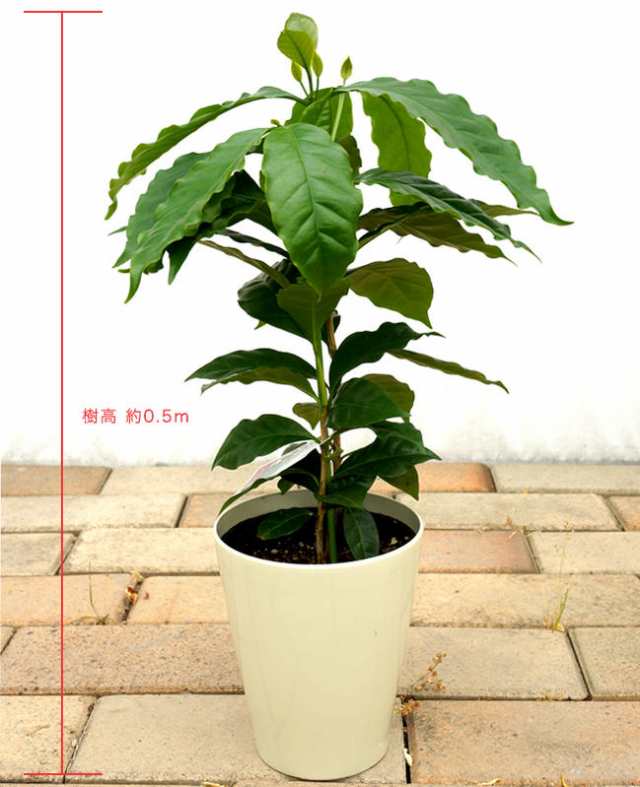 珍しい 観葉植物 コーヒーの木 ポット苗 果樹苗木 果樹苗 観葉植物 Coffee インテリアグリーンの通販はau Pay マーケット 苗木部 By 花ひろばオンライン