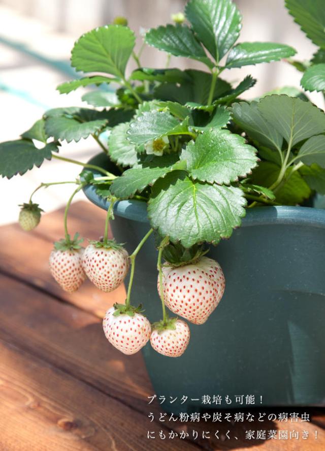 いちご 苗 白いちご 天使のいちご エンジェルエイト Ae 3号ポット苗 予約販売9月末頃入荷予定 の通販はau Pay マーケット 苗木部 By 花ひろばオンライン