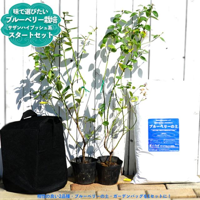 味で選んだ ブルーベリー 簡単スタートセット サザンハイブッシュ系 苗木 ２本 ブルーベリーの土 ガーデンバッグの簡単スタートセットの通販はau Pay マーケット 苗木部 By 花ひろばオンライン