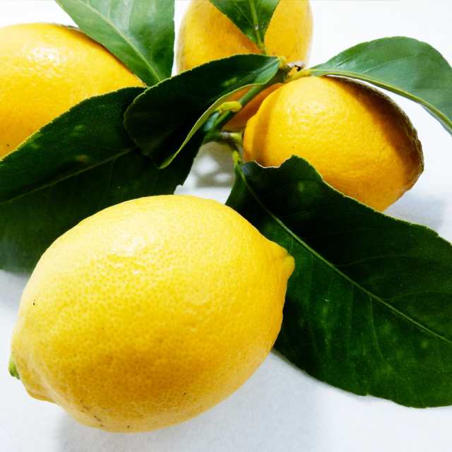 レモン 苗木 苗 トゲなしレモン 1株 檸檬 レモンの木 レモン苗 柑橘