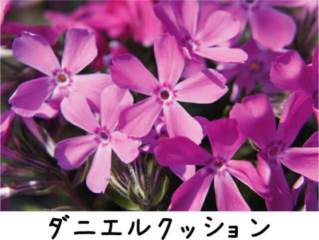 芝桜 ダニエルクッション 苗 - 花