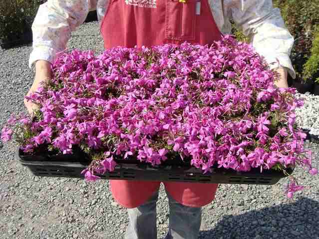 美品】 ふるさと納税 芝桜(シバザクラ)ダニエルクッション 赤紫のピンク 9センチポット 30株セット 三重県鈴鹿市 - tokyo-bunka.com