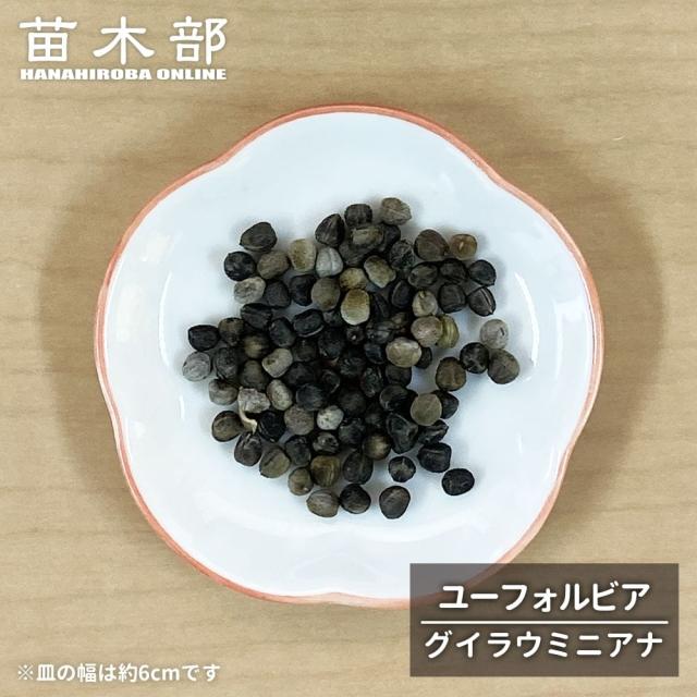コーデックスの種子10粒 【ユーフォルビア グイラウミニアナ】 Euphorbia guillauminiana 多肉植物
