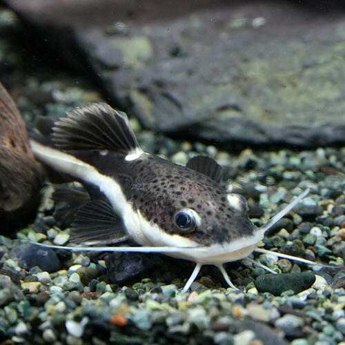 熱帯魚)レッドテールキャット （約６cm)(１匹)の通販はau PAY マーケット - 熱帯魚通販のネオス | au PAY マーケット－通販サイト